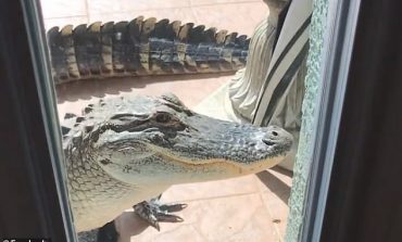 GRUAJA NË SHTËPI FRIKËSOHET PËR VDEKJE/ I "trokiti" aligatori rreth 2 metra në derë (VIDEO)