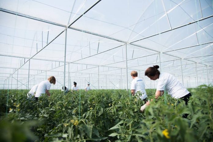 “ÇËSHTJE KONKURRENCE”/ Kryetari i Agrobiznesit: Produktet shqiptare të sigurta