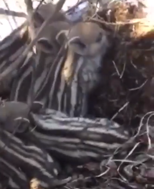 E VEÇANTË NË VALBONË/ Filmohen këlyshët e sapolindur të derrit të egër (VIDEO)