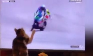 ËSHTË BËRË VIRALE/ Shikoni macen që "rrëzon" pilotin nga ekrani i televizorit (VIDEO)
