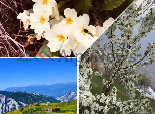 PRANVERË NË 9 MALET/ Dibra si rrallëherë. Kur dëbora “i lë vendin” luleve dhe gjelbërimit (PAMJET)