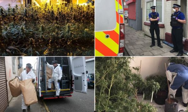 ERA E FORTË E DROGËS “GROPOS” 4 SHQIPTARËT/ Si u “ZBULUA” ferma ku kultivohej… (EMRAT+FOTO)