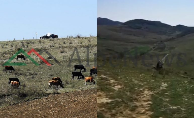 “DY ANËT” E KEPIT TË RODONIT/ Gara me motorra…dhe lopë që kullotin! (PAMJET)