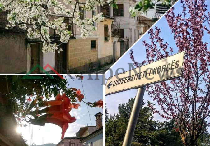 NË QYTETIN E SERENATAVE/ Kur Korça “mbulohet” nga bukuria e luleve (PAMJET)