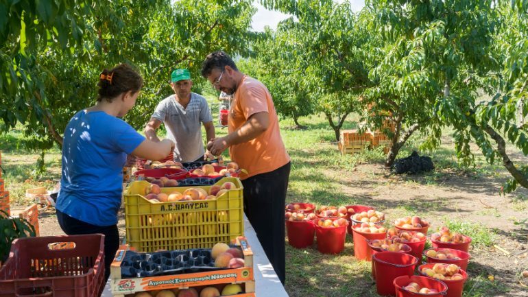 31 MIJË PUNONJËS SEZONALË/ Italia në “kërkim”, ja si mund të përfitoni