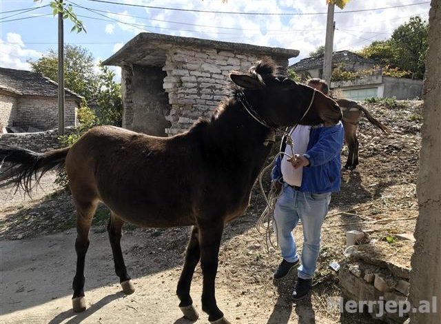NDODH EDHE KJO/ I humb mushka në Gjirokastër, e gjen pas 4 vitesh në Facebook