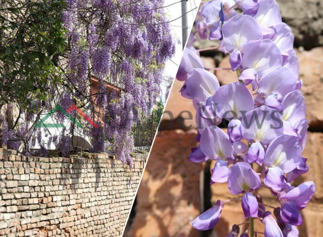 “AROMË” PRANVERE/ “Photo of the day”. Kur lagjet e Tiranës “pushtohen” nga lulet
