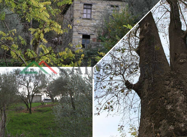 NË PERIFERI TË FIERIT/ Fshati Gorishova, mes natyrës së qetë dhe vreshtave të ULLINJVE (PAMJET)