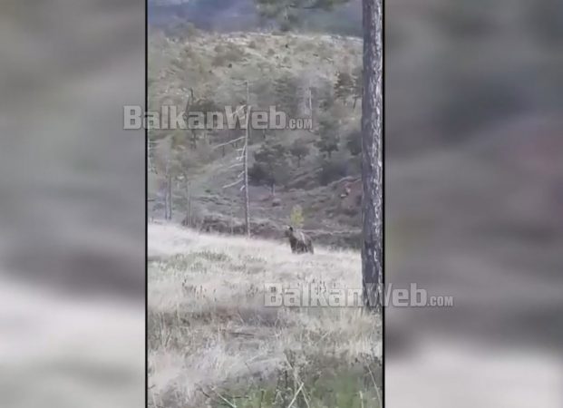 E PAZAKONTË NË MAT/ I filmojnë këlyshin, arusha “në aksion” (VIDEO)