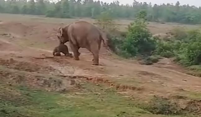 NUK DO TA BESONI/ Ja çfarë bën elefanti për të shpëtuar të sapolindurin (VIDEO)