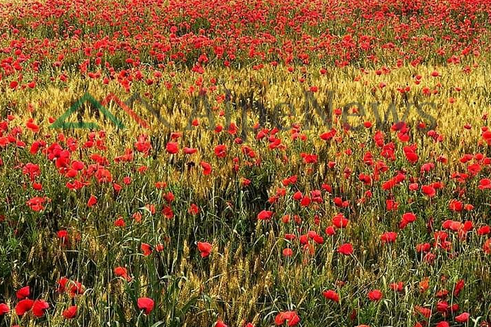 NJË ARSYE MË SHUMË PËR PLAZH/ Photo of the day. Gjiri i Lalëzit “pushtohet” nga lulëkuqet