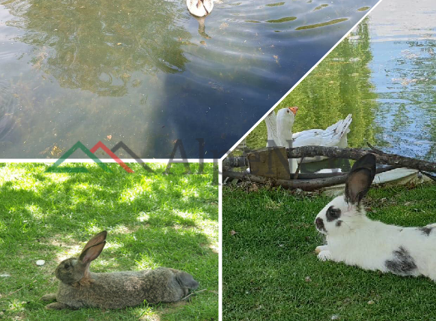 FUNDJAVË NË POGRADEC/ Pamjet e veçanta nga Driloni. Aty ku kafshët jetojnë në …harmoni!