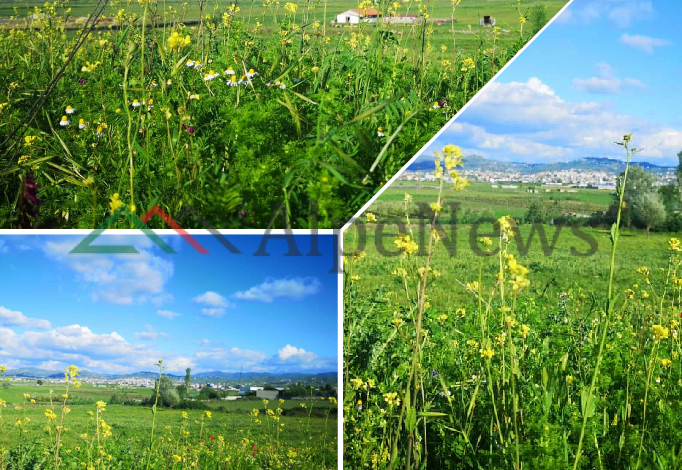 SI PIKTURË/ Kur Fushat e Myzeqesë “pushtohen” nga trëndafili i kuq dhe… (PAMJET)