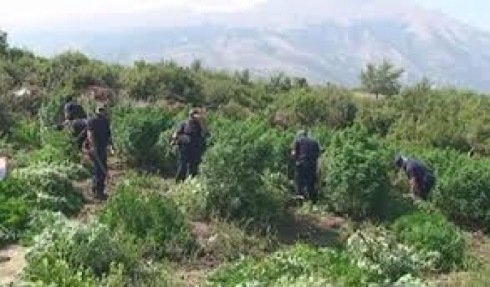 ZBULOHEN 4 PARCELA ME KANABIS NË MEMALIAJ/ Shoqërohet kryeplaku i fshatit dhe përgjegjësi i pyjores
