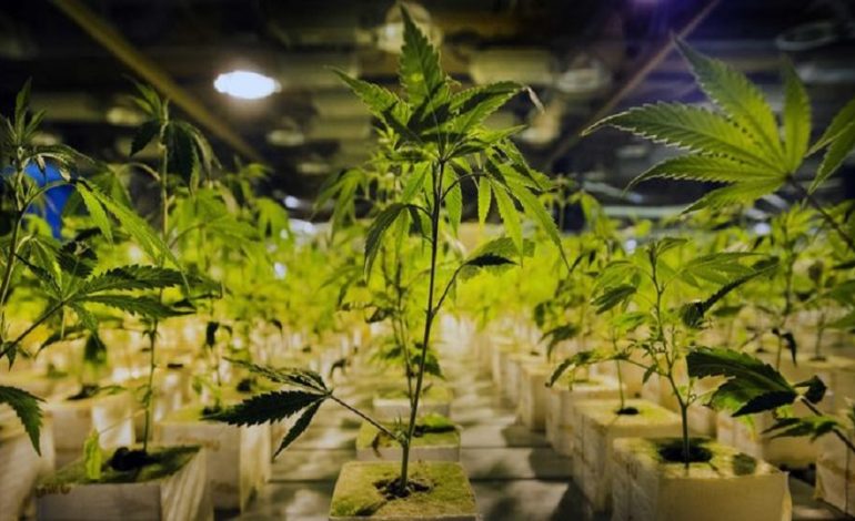 “HAPA VETËM RUBINETIN E UJIT”/ Shqiptari kërkon lirinë në gjykatë për plantacionin me kanabis. Çfarë zbuluan hetuesit për të