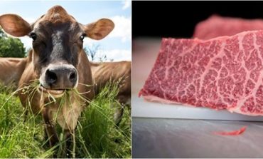 POPULLSIA BOTËRORE DO ARRIJË 9 MILIARDË/ Studiuesit drejt zëvendësimit të mishit të kafshëve me mish artificial