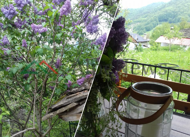 NË DARDHË TË KORÇËS/ Aty ku natyra të “freskon” mendjen (PAMJET)