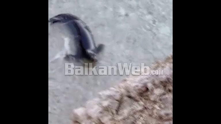 E SHIKOJNË QYTETARËT/ Në Porto-Palermos në Vlorë shfaqet FOKA, dyshohet se…