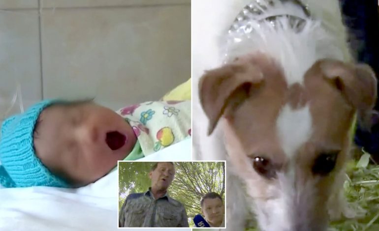 ISHTE BRAKTISUR NË NJË SHKURRE/ Si i shpëtoi qeni jetën foshnjës së sapolindur  (FOTOT)