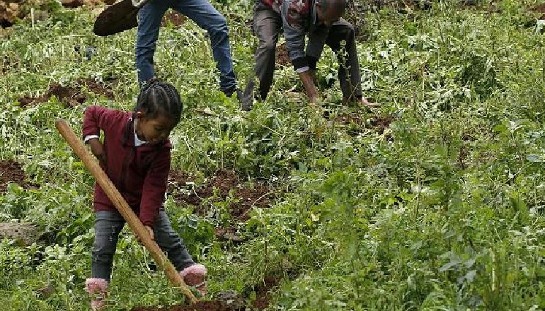 REKORD NË ETIOPI/ Mbillen 350 milion pemë në vetëm 12 orë