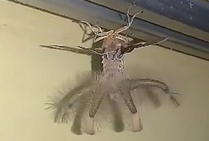 SHOKOHET PRONARI/ Një alien shfaqet në tavanin e shtëpisë