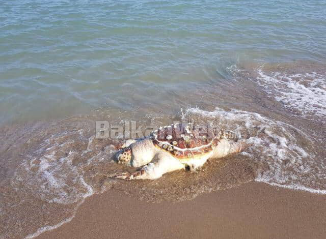 HABITEN VIZITORËT/ Një breshkë e MADHE e ujit shfaqet në plazhin e Durrësit (FOTO)