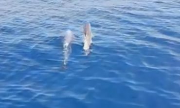 E RRALLË NË QERRET/ Delfinët dhurojnë spektakël për pushuesit (VIDEO)