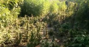 PLANTACION ME KANABIS/ Ja si e pëson 50 vjeçari SHQIPTAR kur…