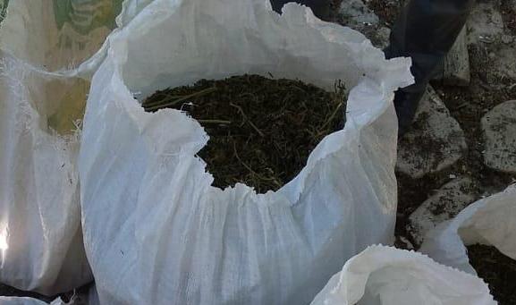 “KANIONET”/ Zbulohen 46 kg drogë, vlonjati arrestohet pas kontrollit në banesë (FOTO)