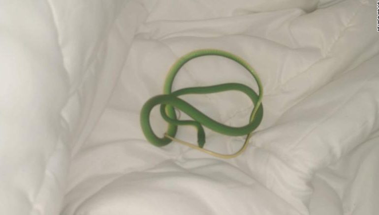 ISHTE NË HOTEL/ E reja zgjohet në krevat me… një gjarpër