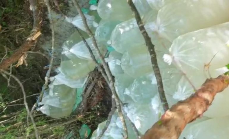 SEKUESTROHEN 60 FIDANË KANABIS/ Arrestohen dy vëllezërit në Tiranë, në kërkim i treti