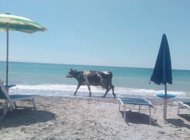 SEZONI I VERËS/ Kur bashkë me diellin në plazh, kënaqësh edhe me… lopën!