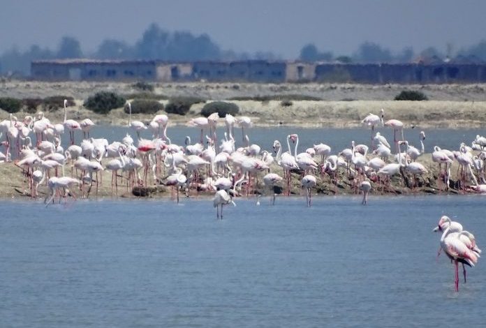 DESTINACION TURISTIK/ 2 mijë flamingo gjejnë “shtëpinë” tek Laguna e Nartës