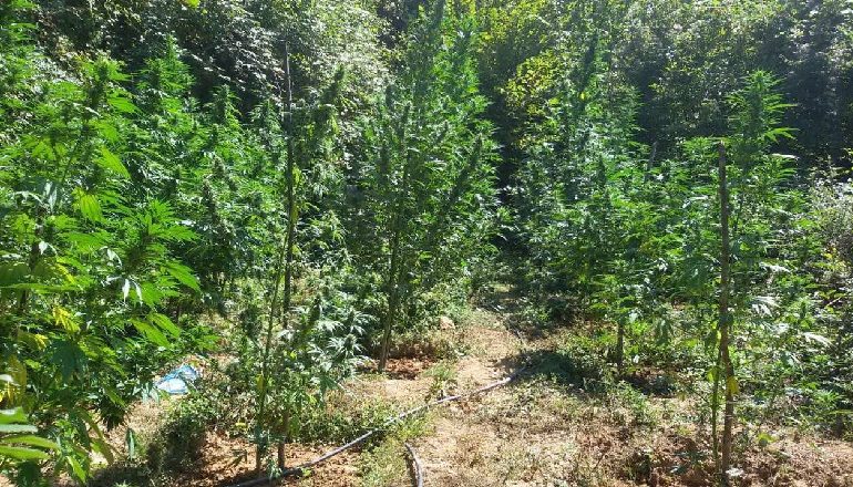 KULTIVONIN KANABIS NË PRRENJAS/ Ndalohet 30 vjeçari, procedohen bashkëpunëtori, inspektori i pyjeve e kryeplaku