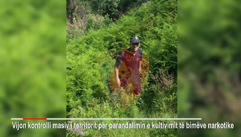1600 POLICË “KREHIN” VENDIN PËR DROGË/ Kapen 133 rrënjë kanabis në Krujë e Vlorë, shpërndahen dronë kontrolli