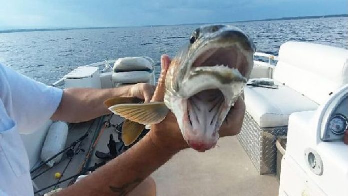 E PABESUESHME POR E VËRTETË/ Peshkatarët arrijnë të kapin peshku me dy gojë (FOTO)