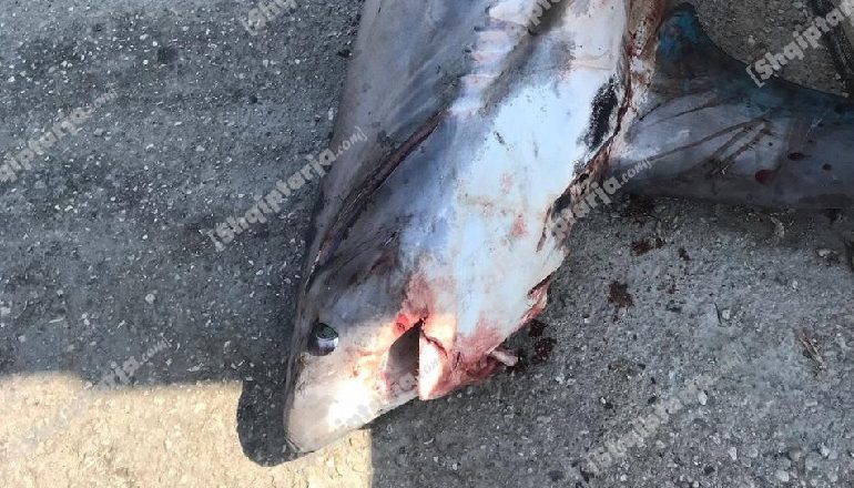 SPECIE NË ZHDUKJE/ Kapet peshkaqeni dhelpër 3 metra i gjatë në ishullin e Sazanit (FOTOT)
