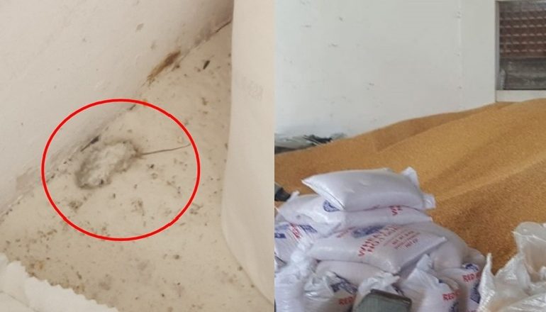 MINJ TË NGORDHUR E KRIMBA/ Bllokohen 141 ton miell e misër në biznesin që shiste 18 vite pa licencë në Fushë-Krujë