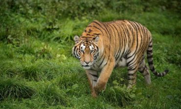 PO ZHDUKEN PËR PELIÇE/ Mbi 2300 tigra u trafikuan që nga viti 2000