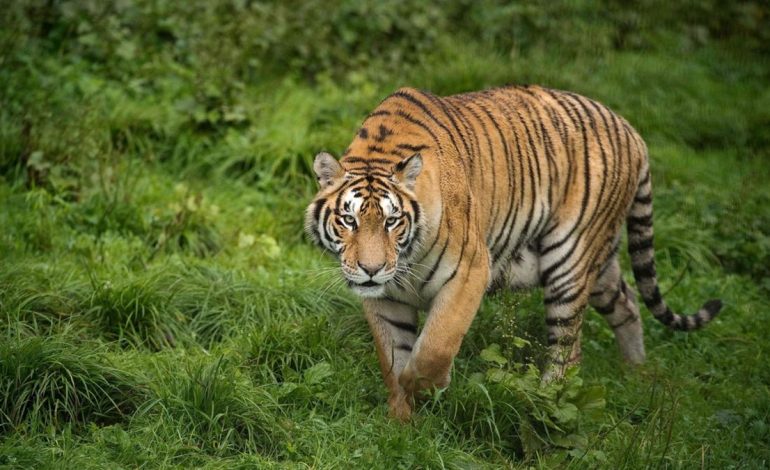 PO ZHDUKEN PËR PELIÇE/ Mbi 2300 tigra u trafikuan që nga viti 2000
