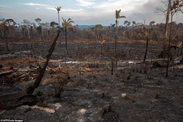 ZJARRET NË AMAZONË/ Liderët e G7-ës bashkohen për ndihmë. Anglia jep 10 milionë stërlina (FOTO)