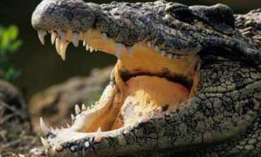 SHOKUESE/ Krokodili ha të gjallë 10-vjeçarin në sy të dy vëllezërve