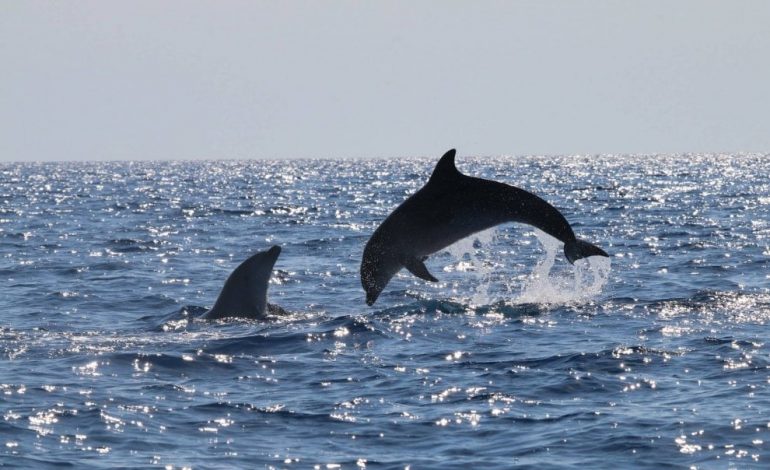 NË BRIGJET E KARABURUNIT/ Delfinët spektakël të pazakontë (VIDEO)
