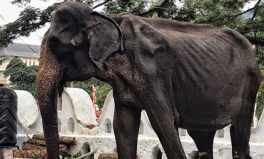 PAMJET E FRIKSHME/ Shihni elefanten 70-vjeçare kockë e lëkurë