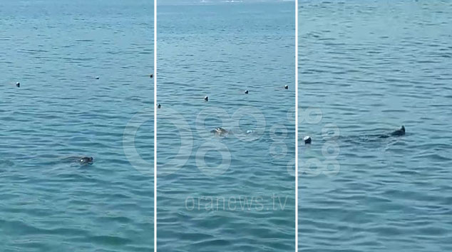 PAMJET E RRALLA/ Fokat “pushtojnë” plazhin e Radhimës (VIDEO)