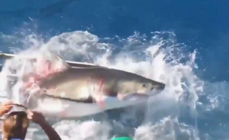 VIDEO E TMERRSHME/ Zhytësi “bashkëjeton” me peshkaqenin në kafaz