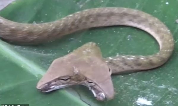 E RRALLË/ Banorët shohin gjarprin me dy koka në rrugë (VIDEO)