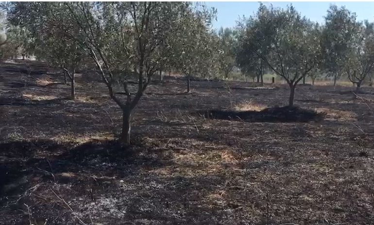 “E NDEZI PO PSE NUK LAJMËROI…”/ Zjarri i qëllimshëm djeg 500 rrënjë ullinj (VIDEO)