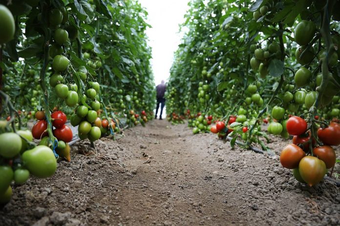 RRITEN EKSPORTET E PERIMEVE/ 22% e totalit të prodhimit vjen nga serrat