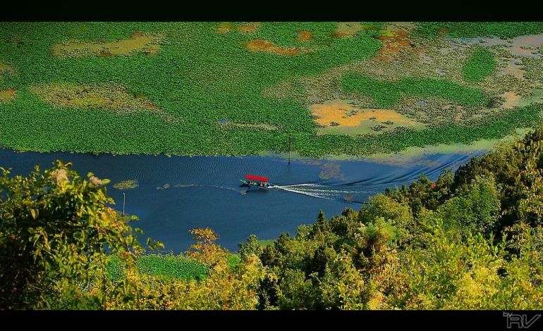 KOMENTET/ Turistët e huaj MAHNITEN nga Liqeni i Shkodrës: I paprekur! Natyra… (FOTO)
